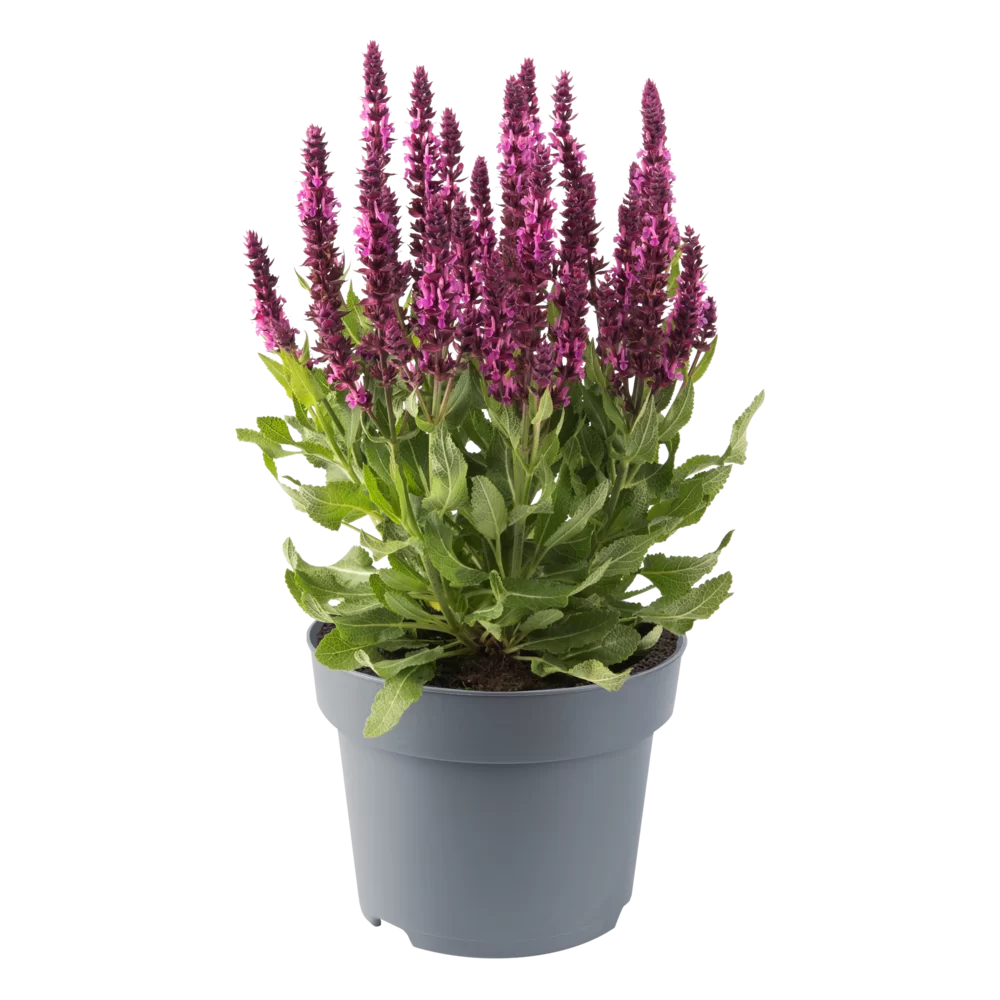 Salvia nemorosa Sensation® Compact Deep Rose