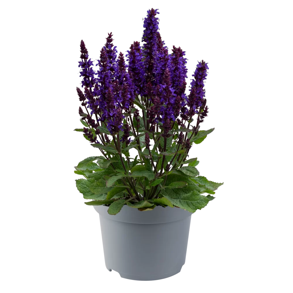 Salvia nemorosa Salvatini Blue Dark Compact