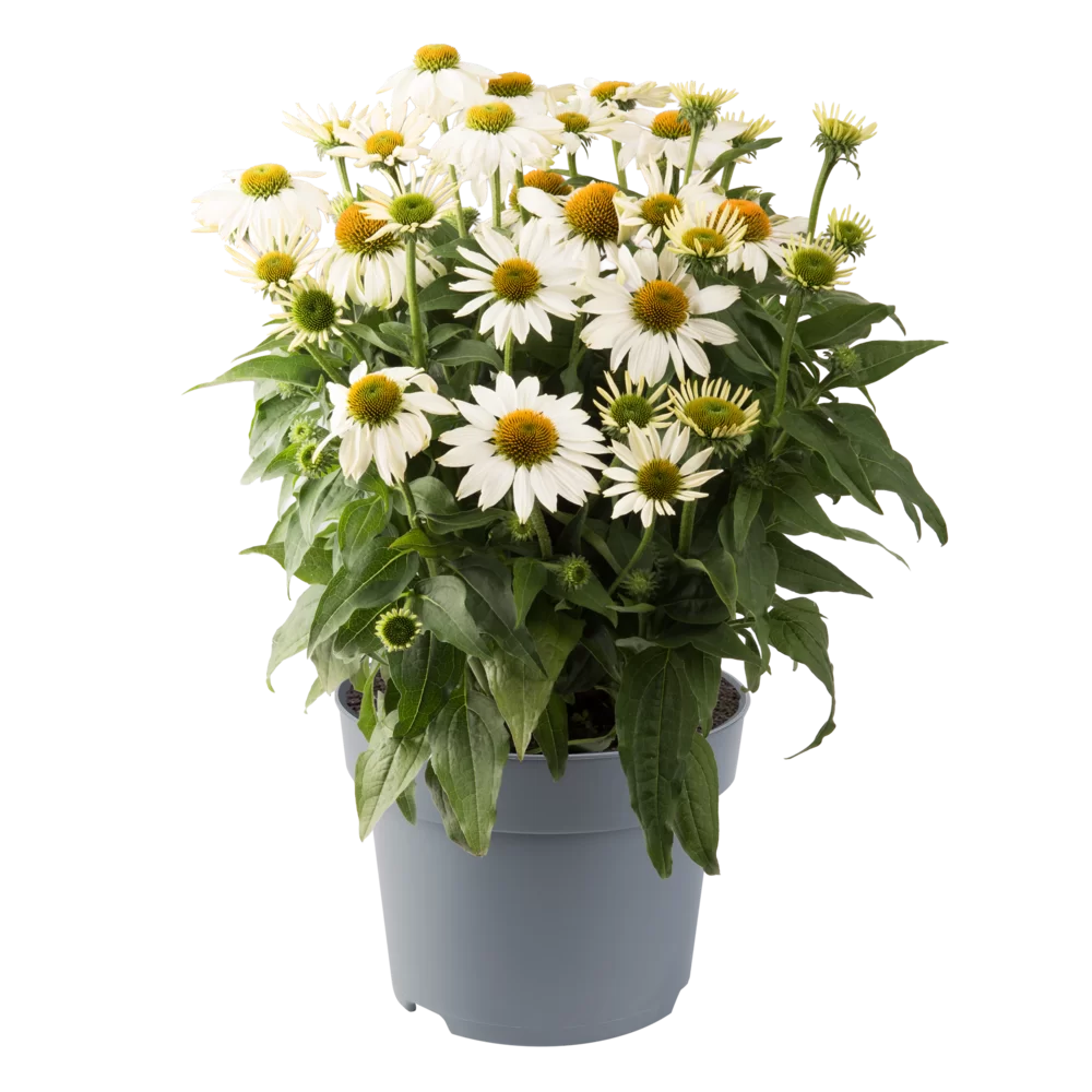 Echinacea purpurea Lakota™ White Impr.