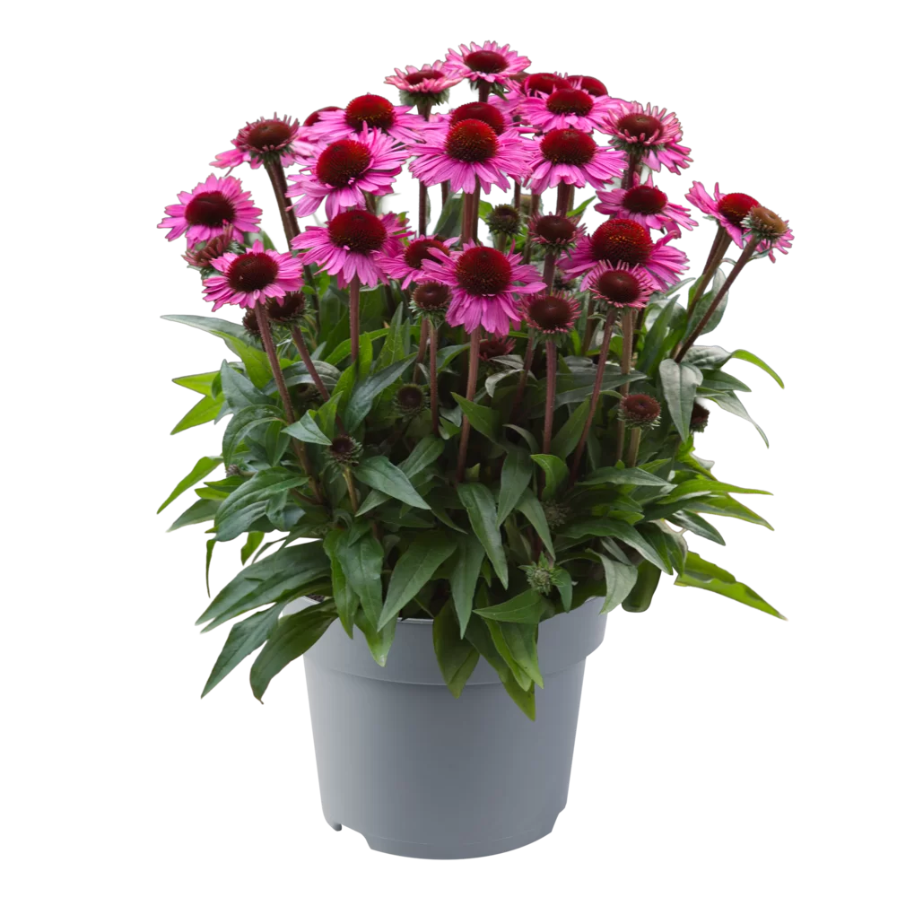 Echinacea purpurea SunMagic Vintage Brilliant Rose
