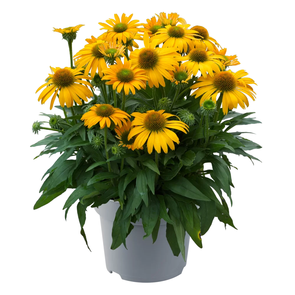 Echinacea purpurea SunMagic Vintage Gold