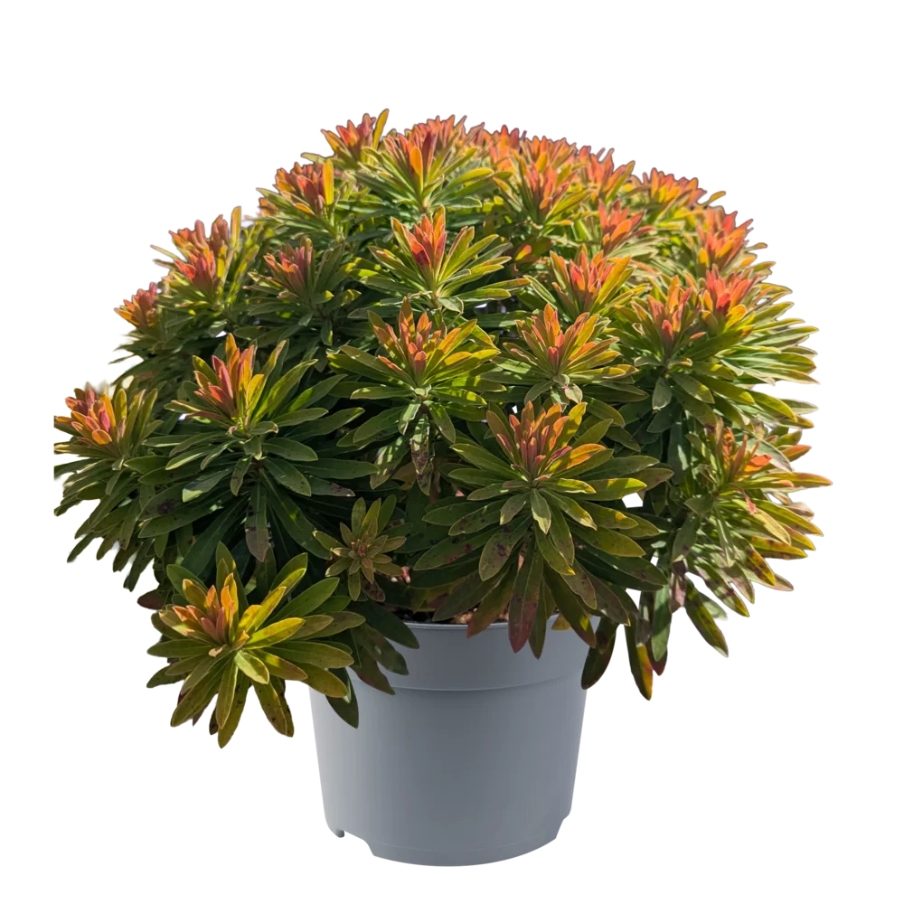 Euphorbia x martinii Little Treasure  