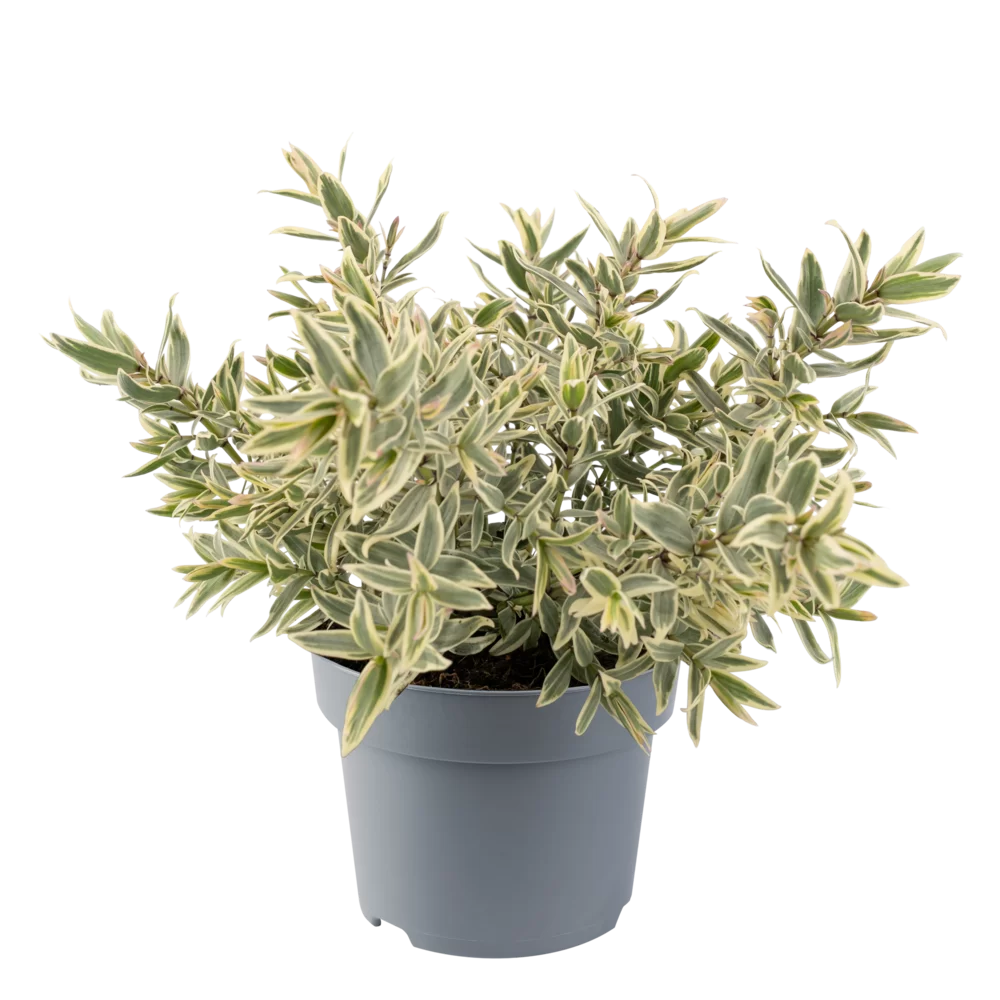 Hebe speciosa Medieval White Princess