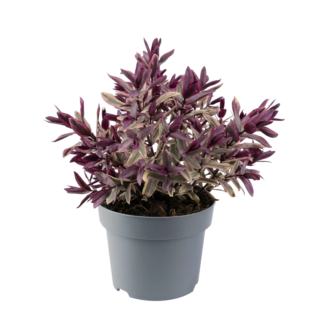 Hebe speciosa Medieval Pink Princess