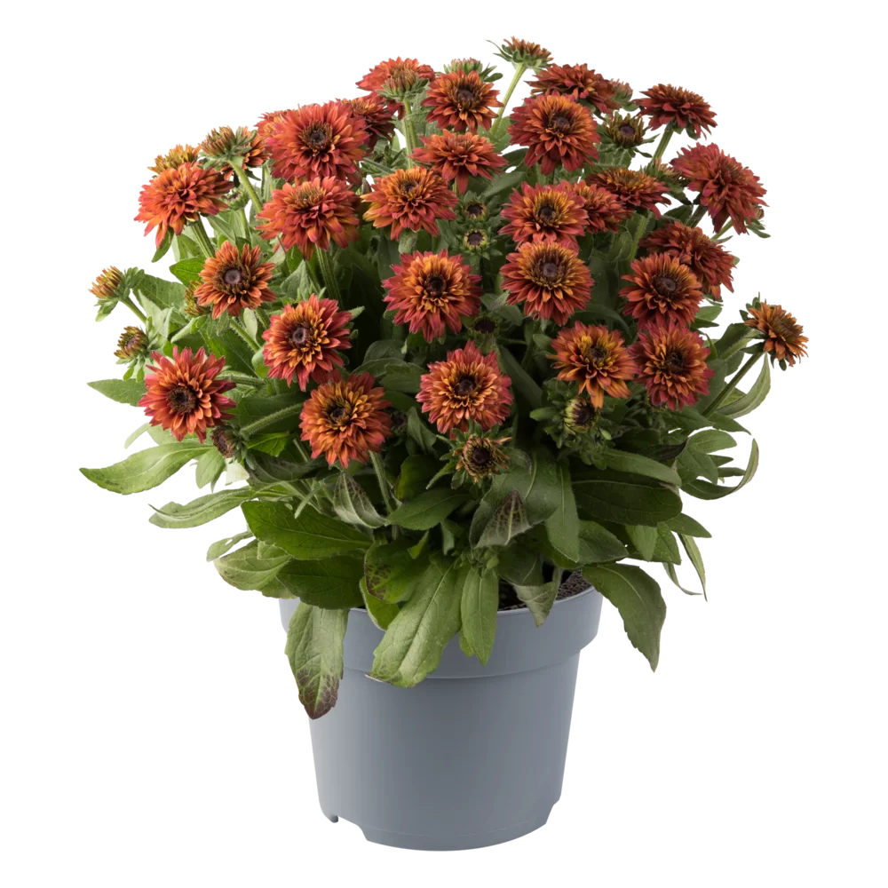 Rudbeckia hirta Rudy Double Red