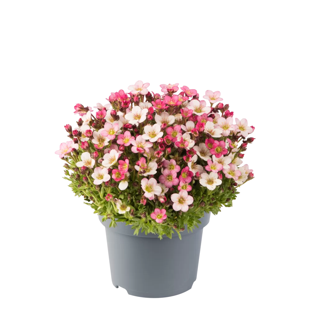 Saxifraga x arendsii Ice Colours Pink