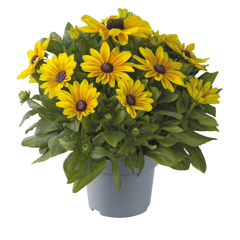Rudbeckia hirta Sunbeckia Maya