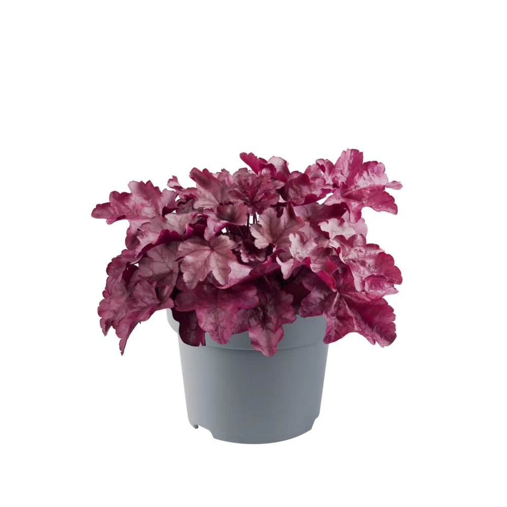 Heuchera villosa Everglow Wild Rose