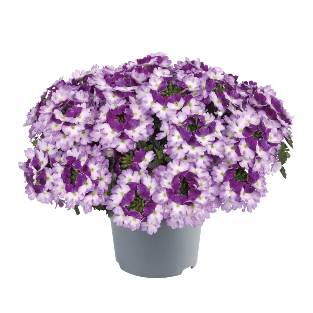 Verbena peruviana - Venturi® - Blue Bicolour