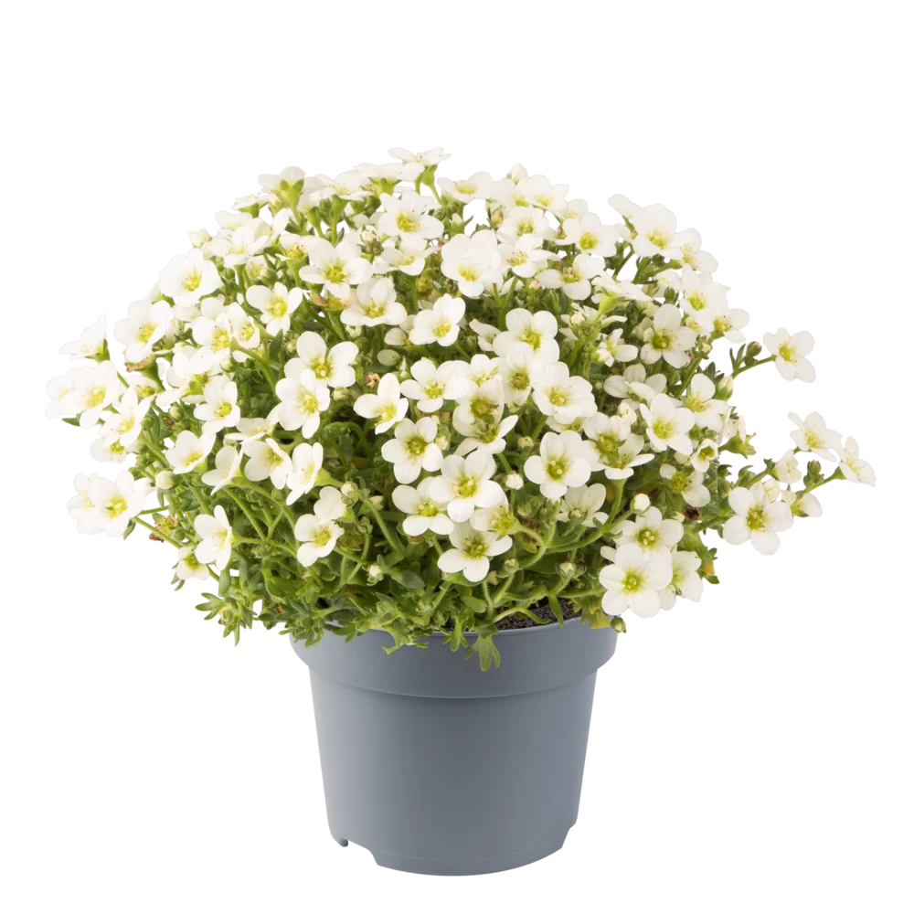 Saxifraga x arendsii Ice Colours White