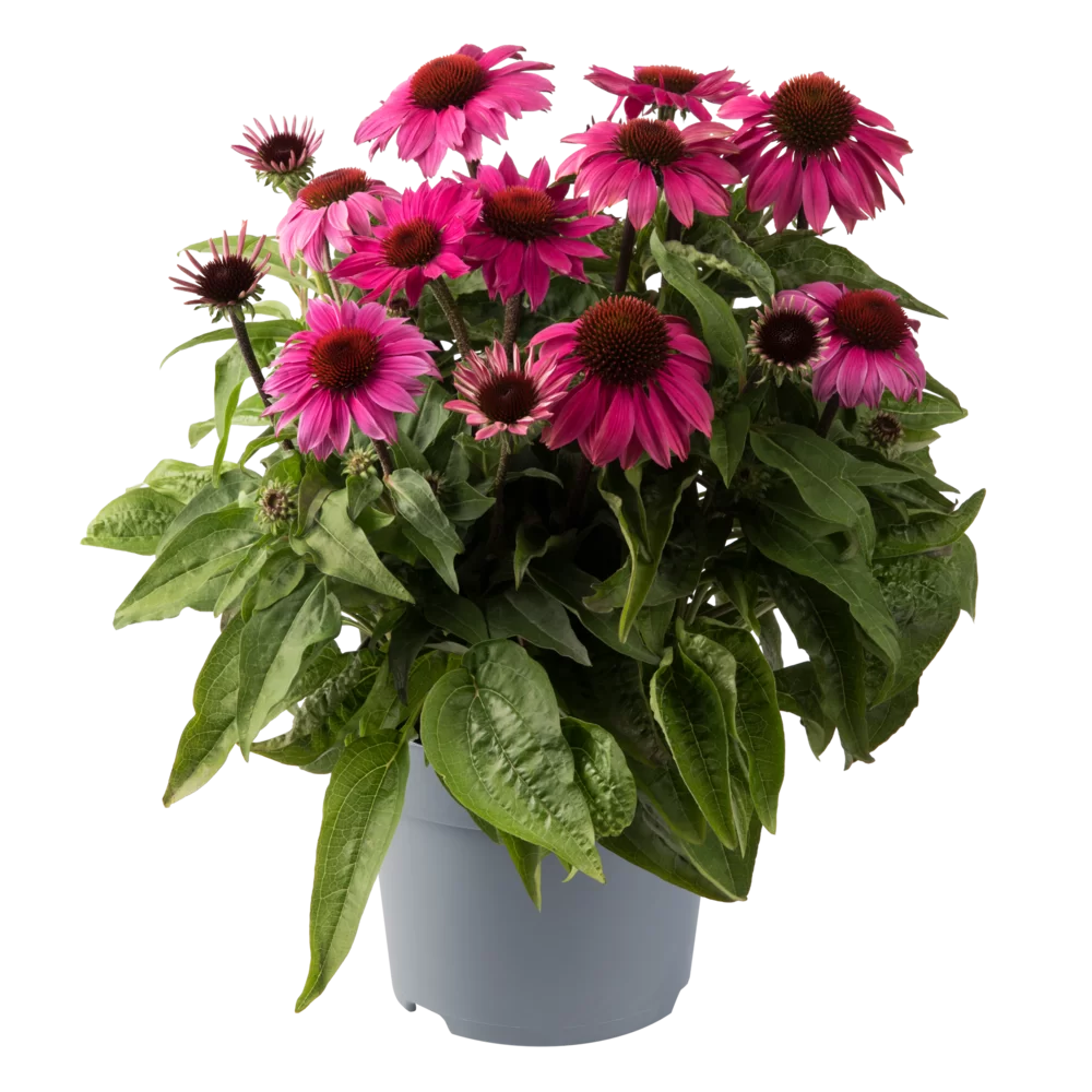 Echinacea purpurea - Lakota™ - Deep Rose