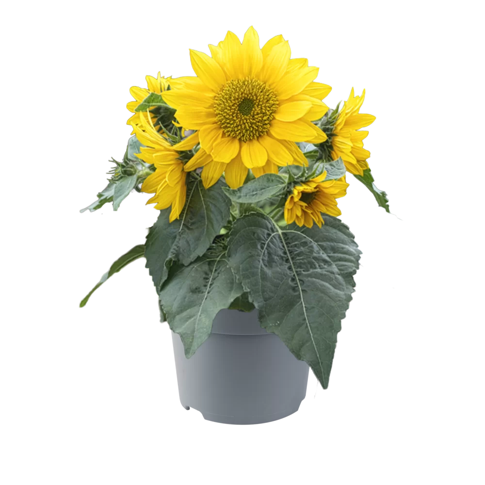 Helianthus annuus Smiley Gold F1