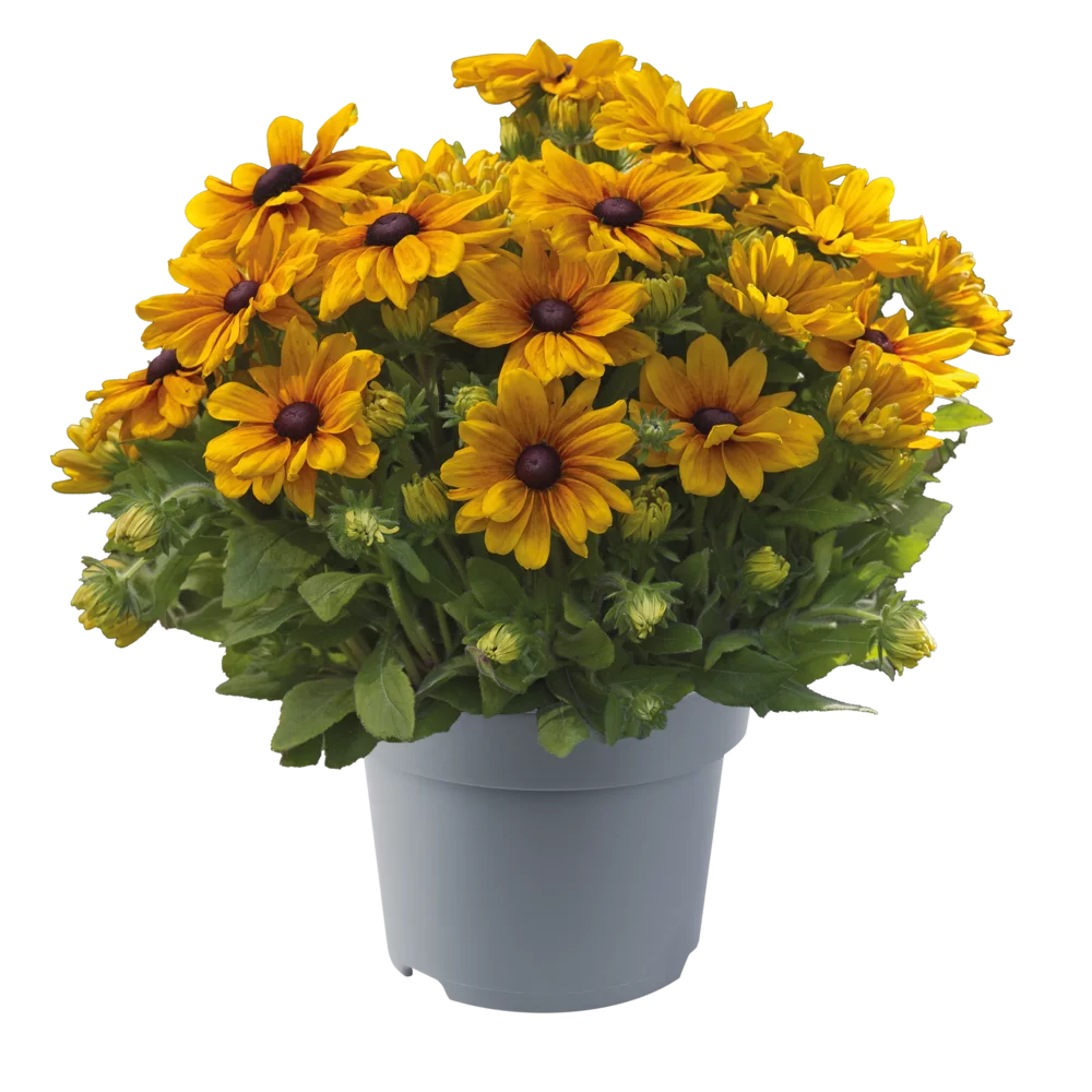 Rudbeckia hirta Sunbeckia Carolina
