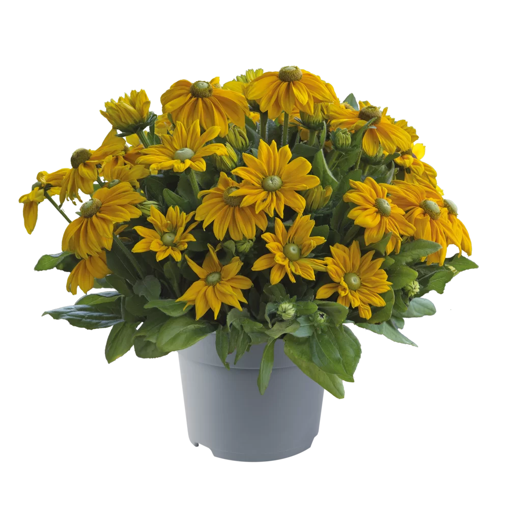 Rudbeckia hirta Sunbeckia Ophelia