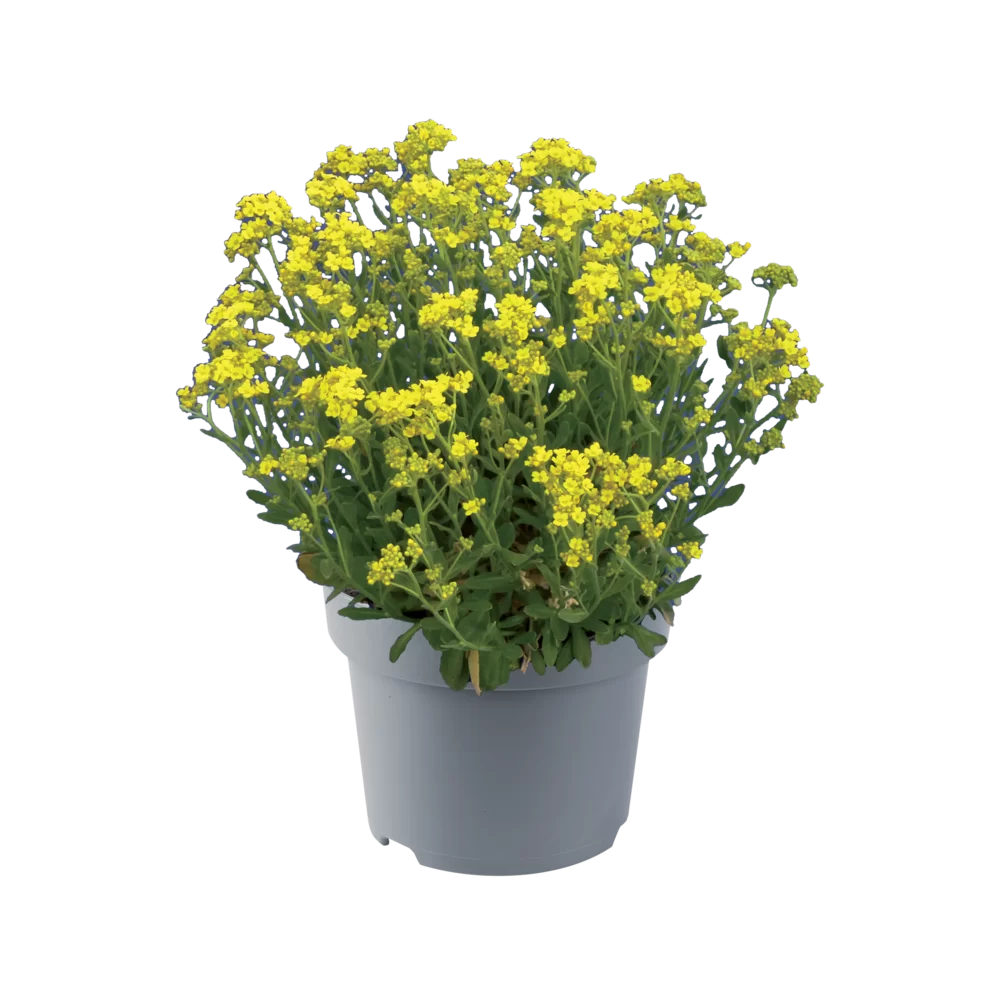 Aurinia saxatilis Gold Cushion