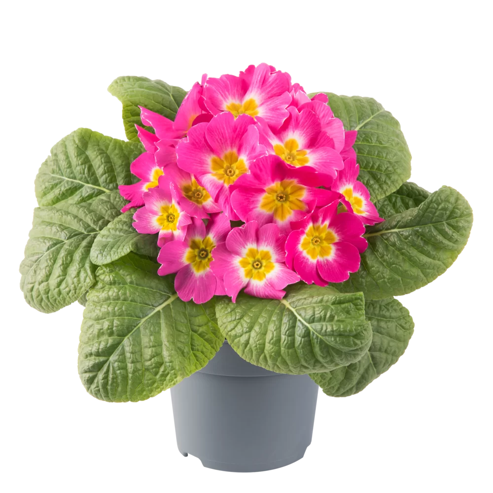 Primula vulgaris Salome® F1 Rose with Eye