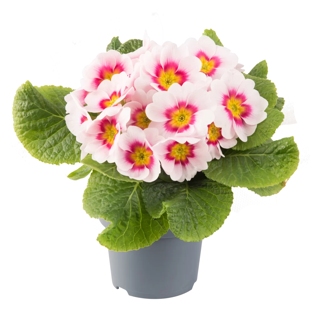 Primula vulgaris - Salome® F1 - Appleblossom