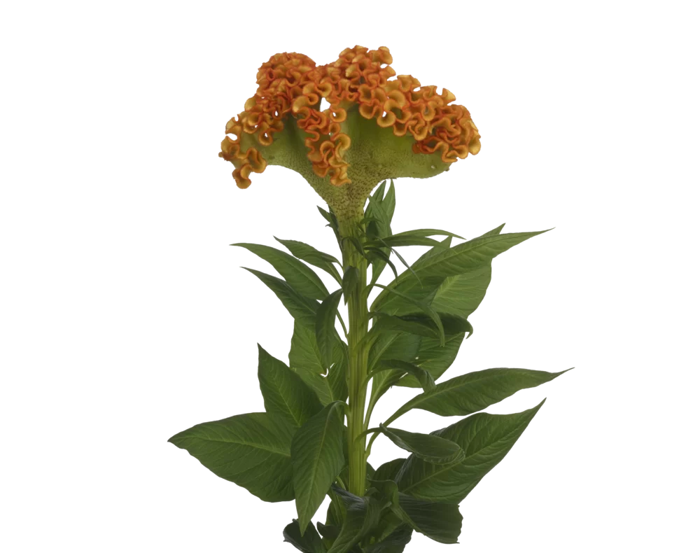 Celosia cristata Stadsland Muse Orange
