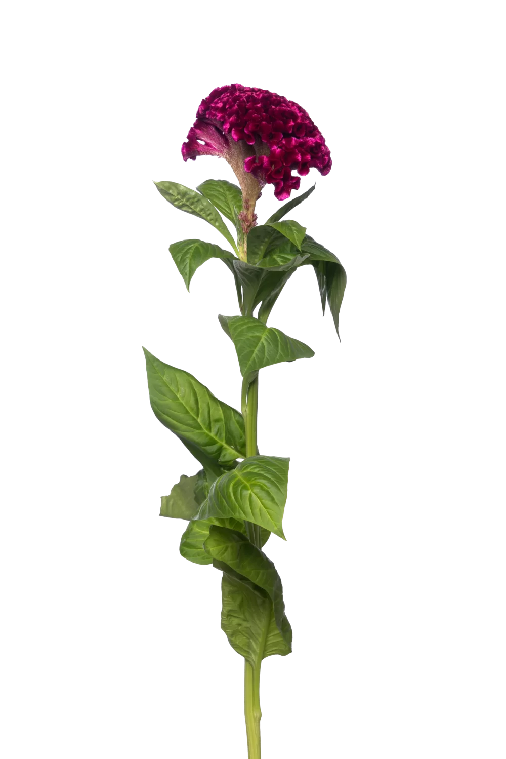 Celosia cristata Stadsland Mystic