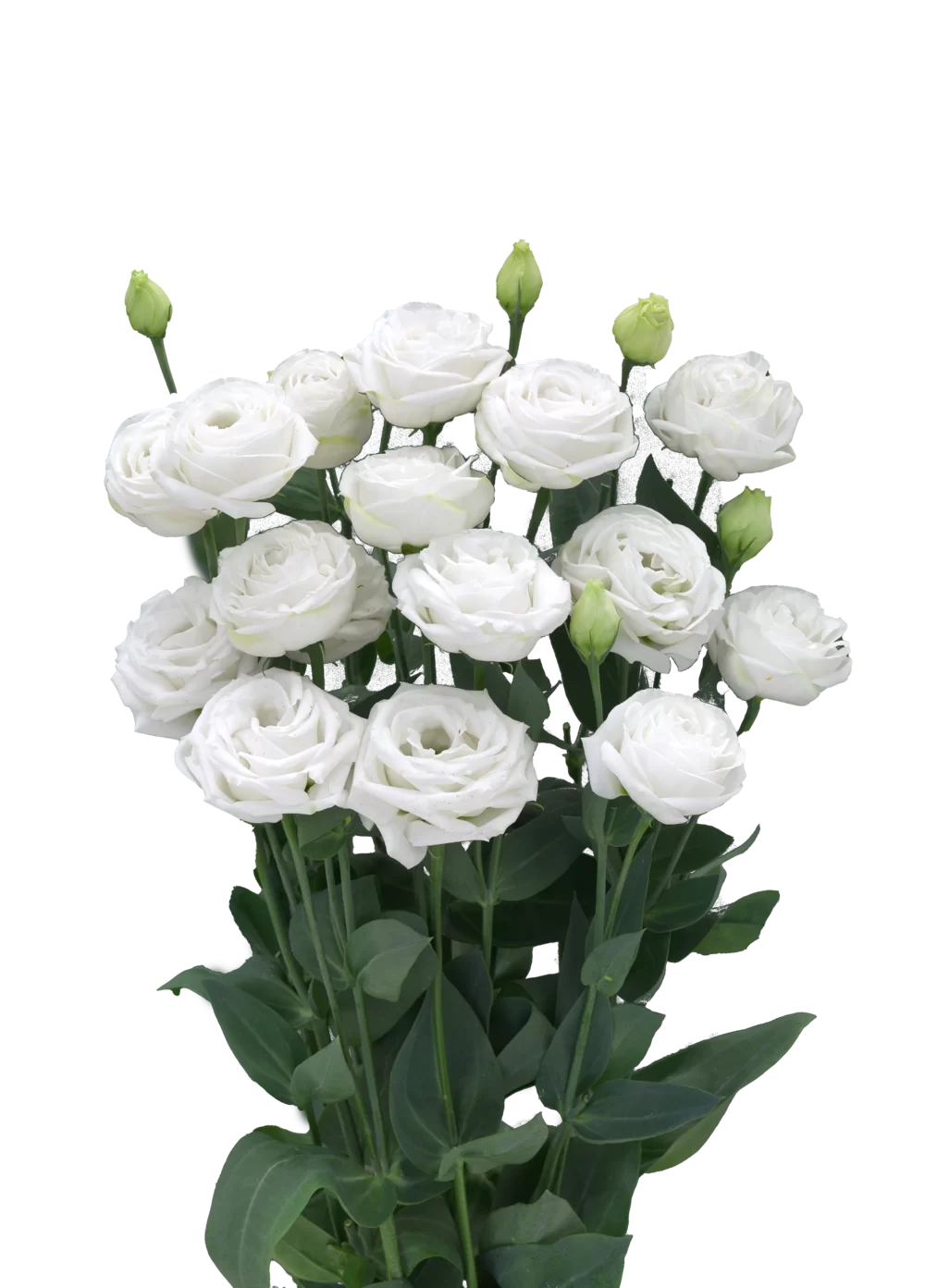 Lisianthus sp. Cupid 3 White