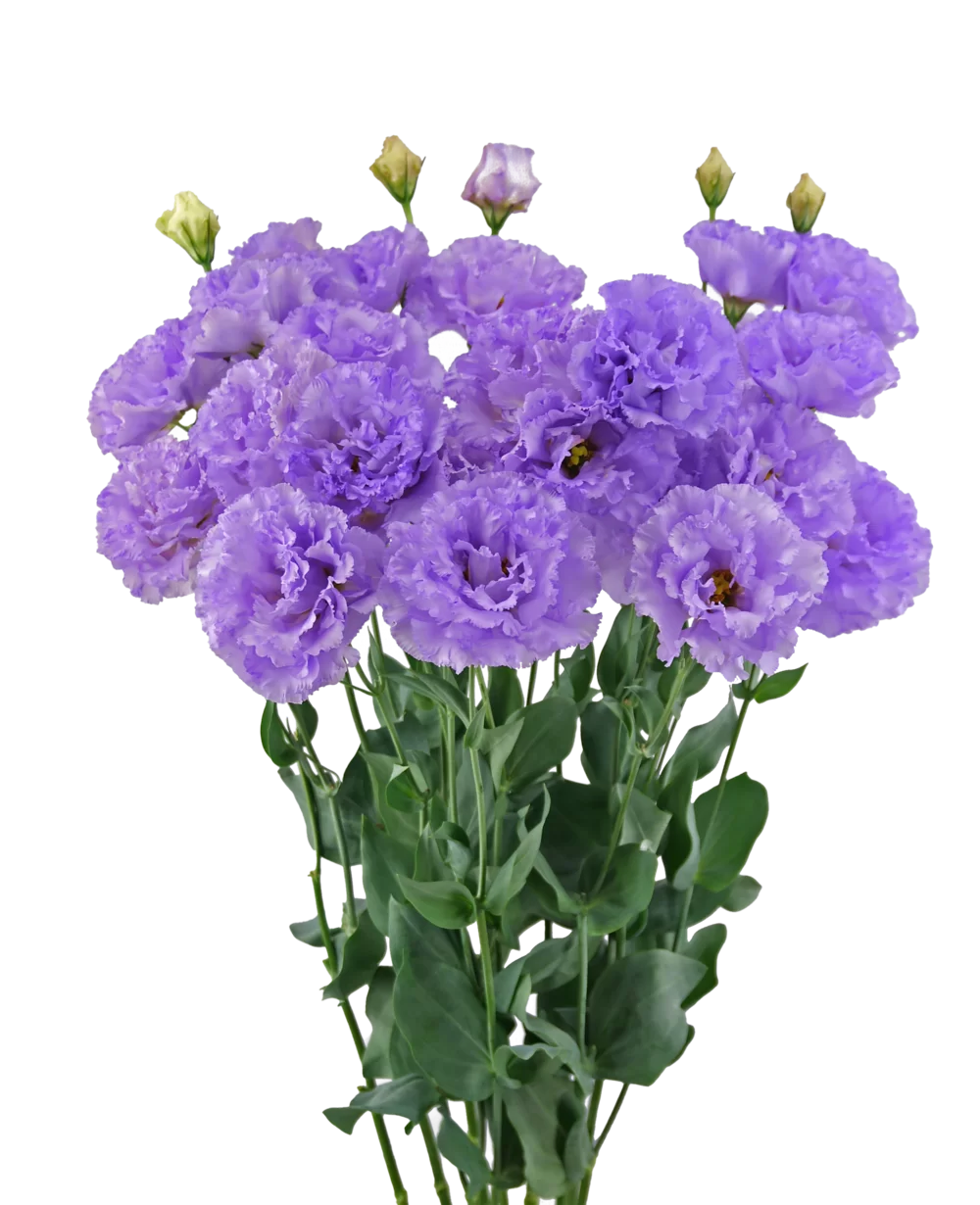 Lisianthus grandiflorum Celeb 2 Amethyst