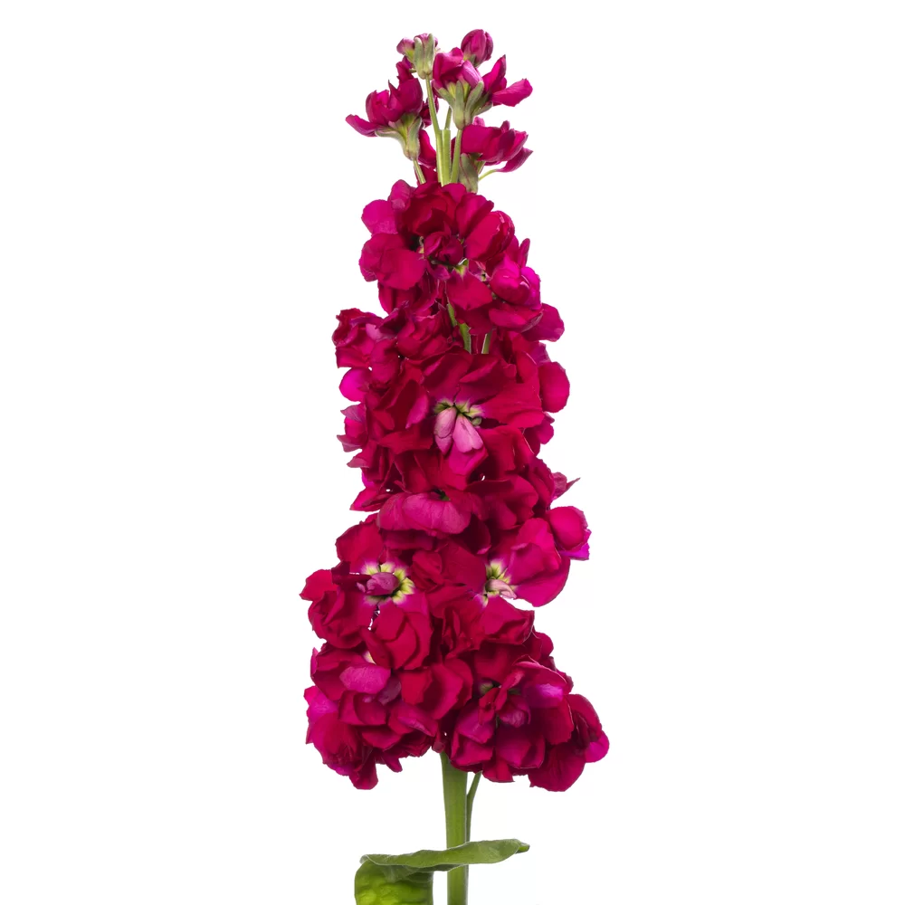 Matthiola incana Anytime Red