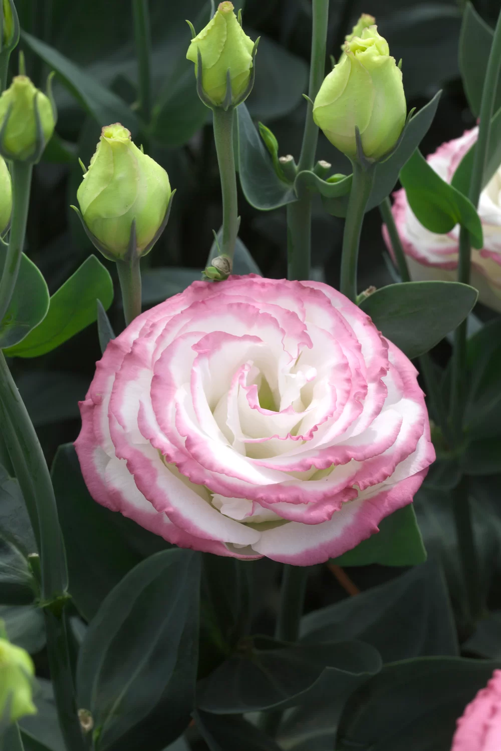 Lisianthus sp. Croma 3 Pink Picotee Impr.