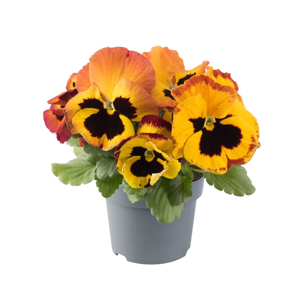 Viola wittrockiana EVO® Fire Surprise
