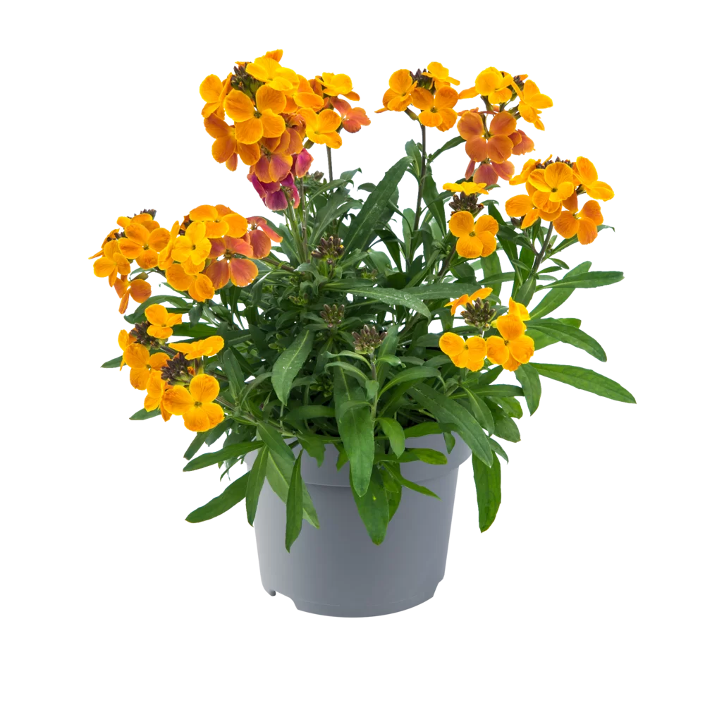 Erysimum linifolium Spring Breeze Sunset