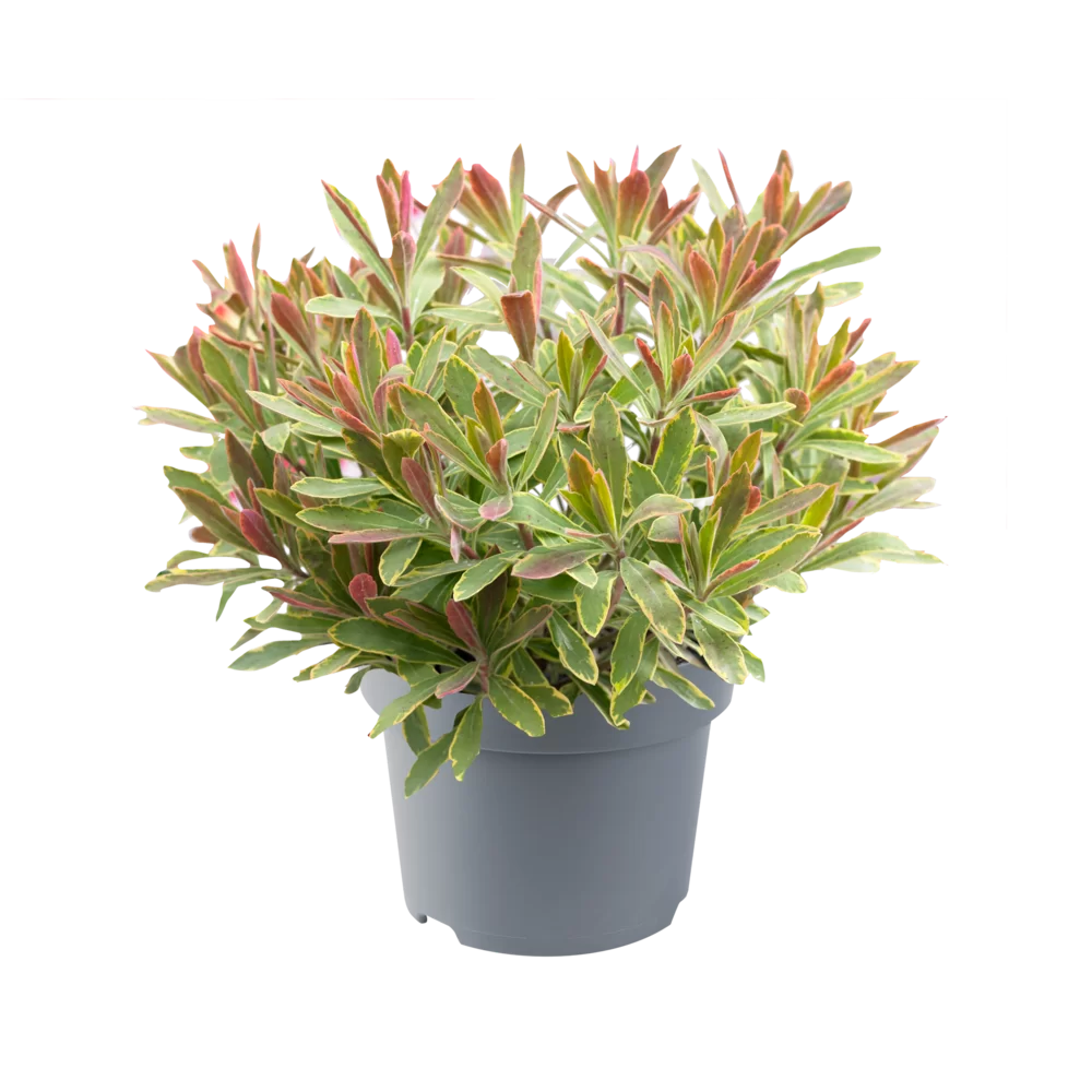 Euphorbia amygdaloides - Ascot Rainbow -  