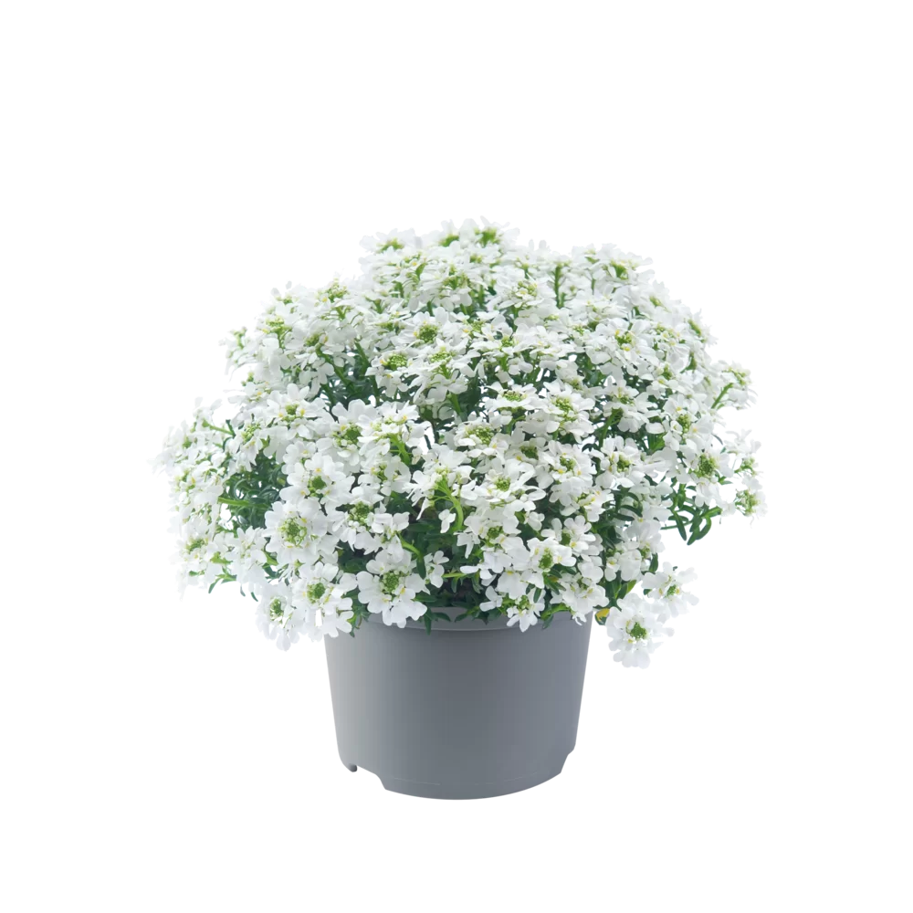 Iberis sempervirens Snowpatrol 