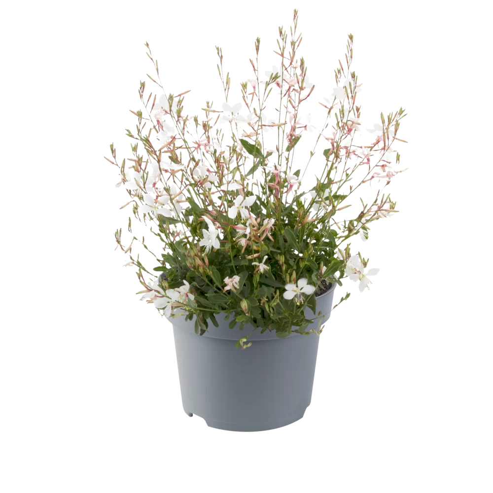 Gaura lindheimeri - Gaudi® Medium - White
