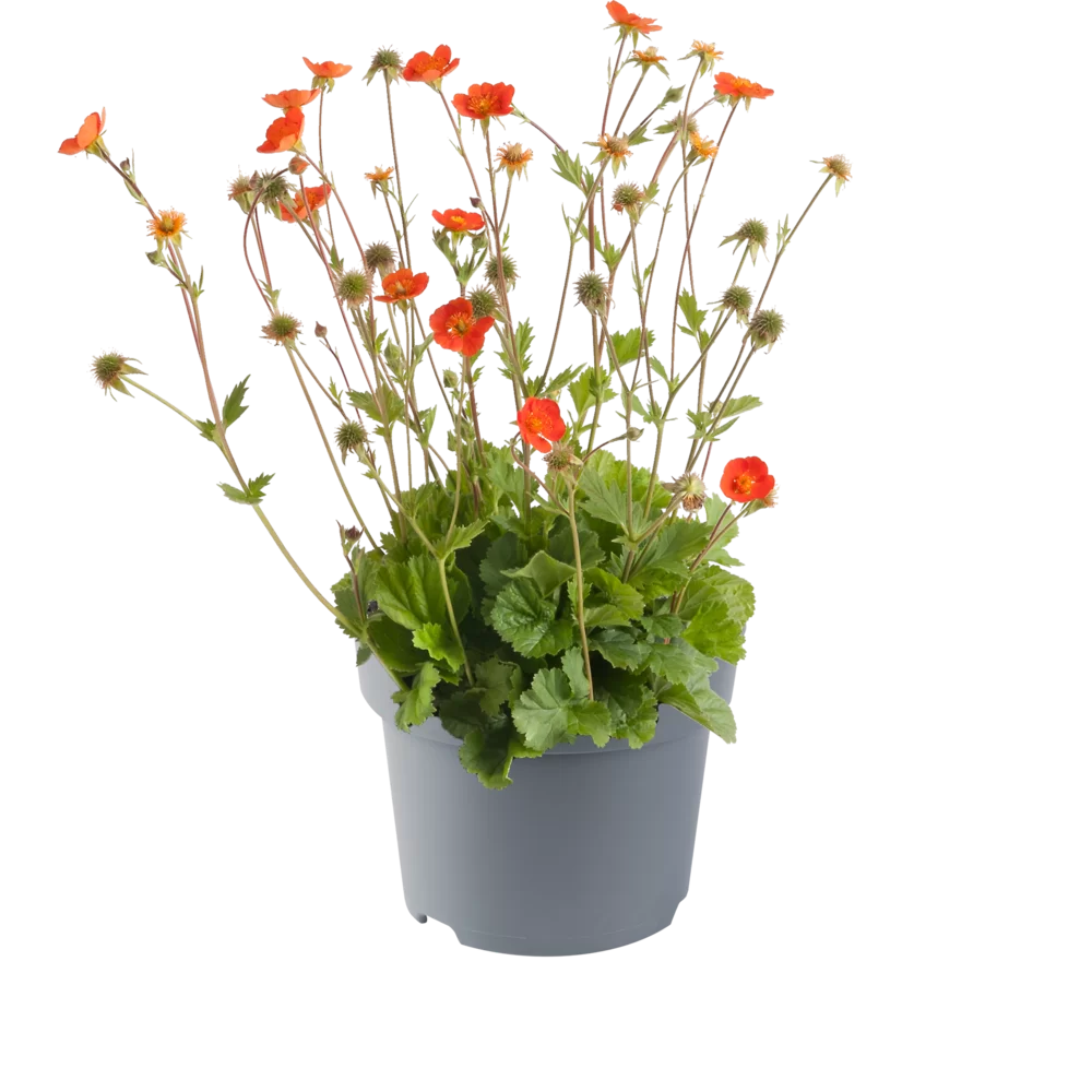 Geum coccineum Tosai Orange