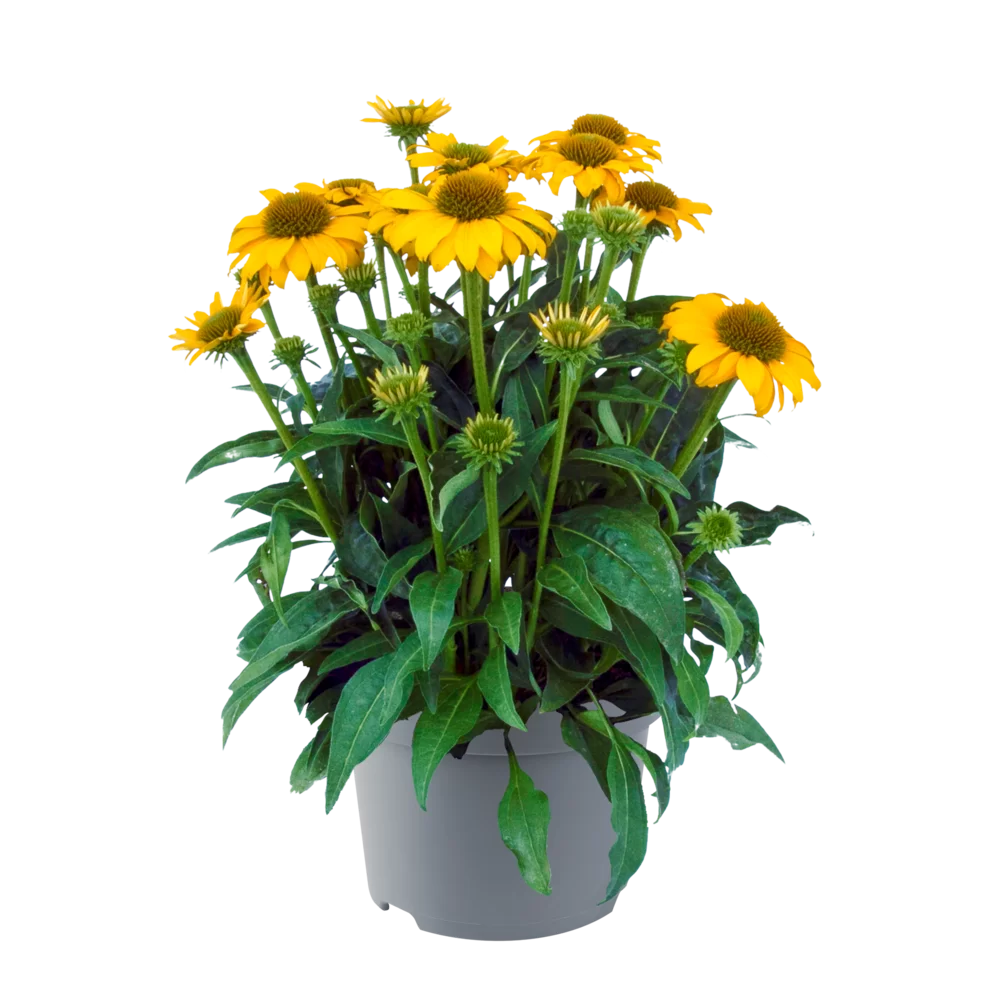 Echinacea purpurea - Sombrero® Compact - Yellow