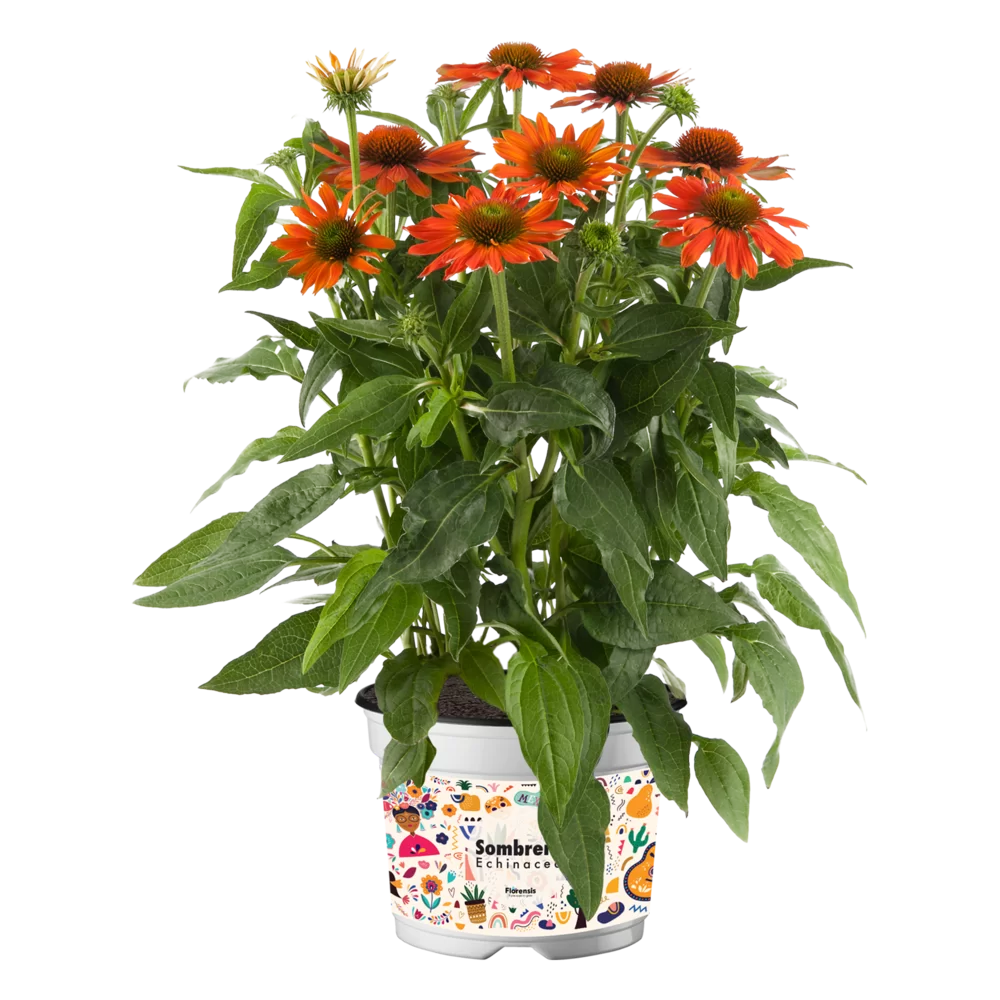 Echinacea purpurea - Sombrero® - Adobe Orange