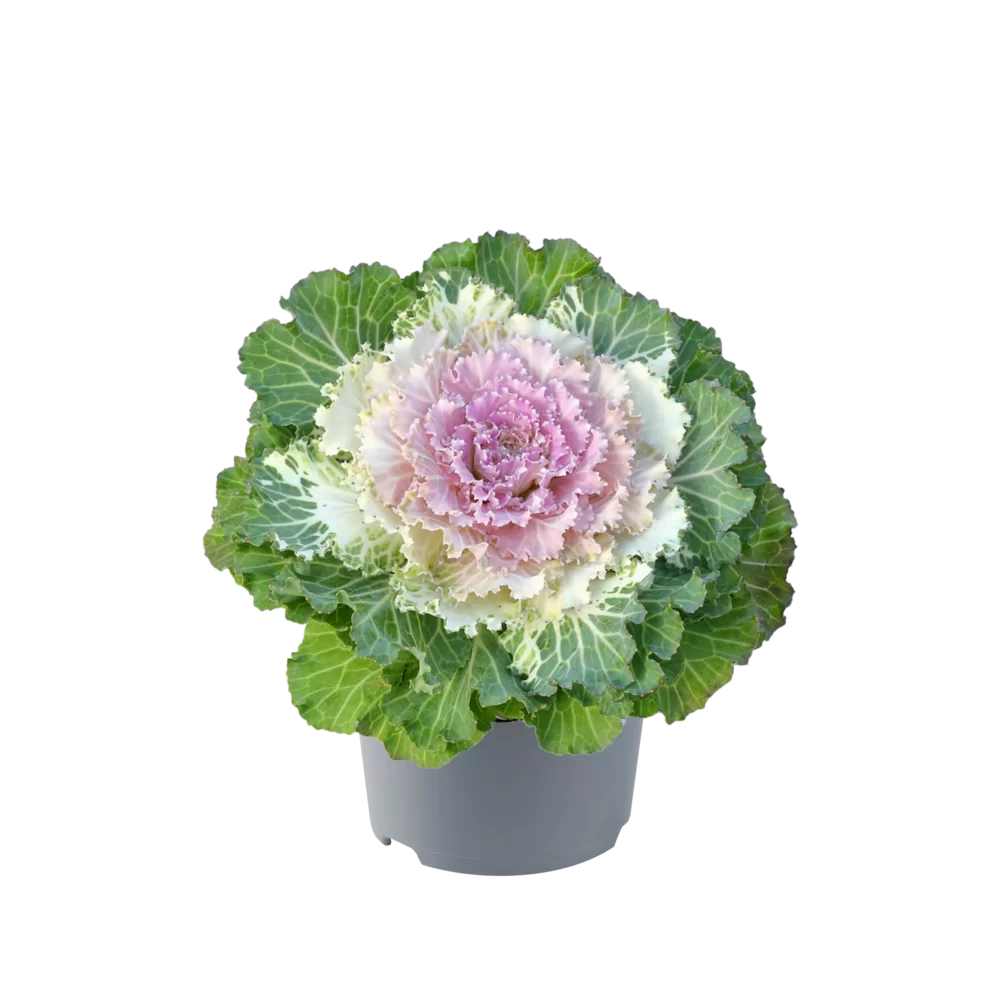 Brassica oleracea Attraction F1 Pink Impr.