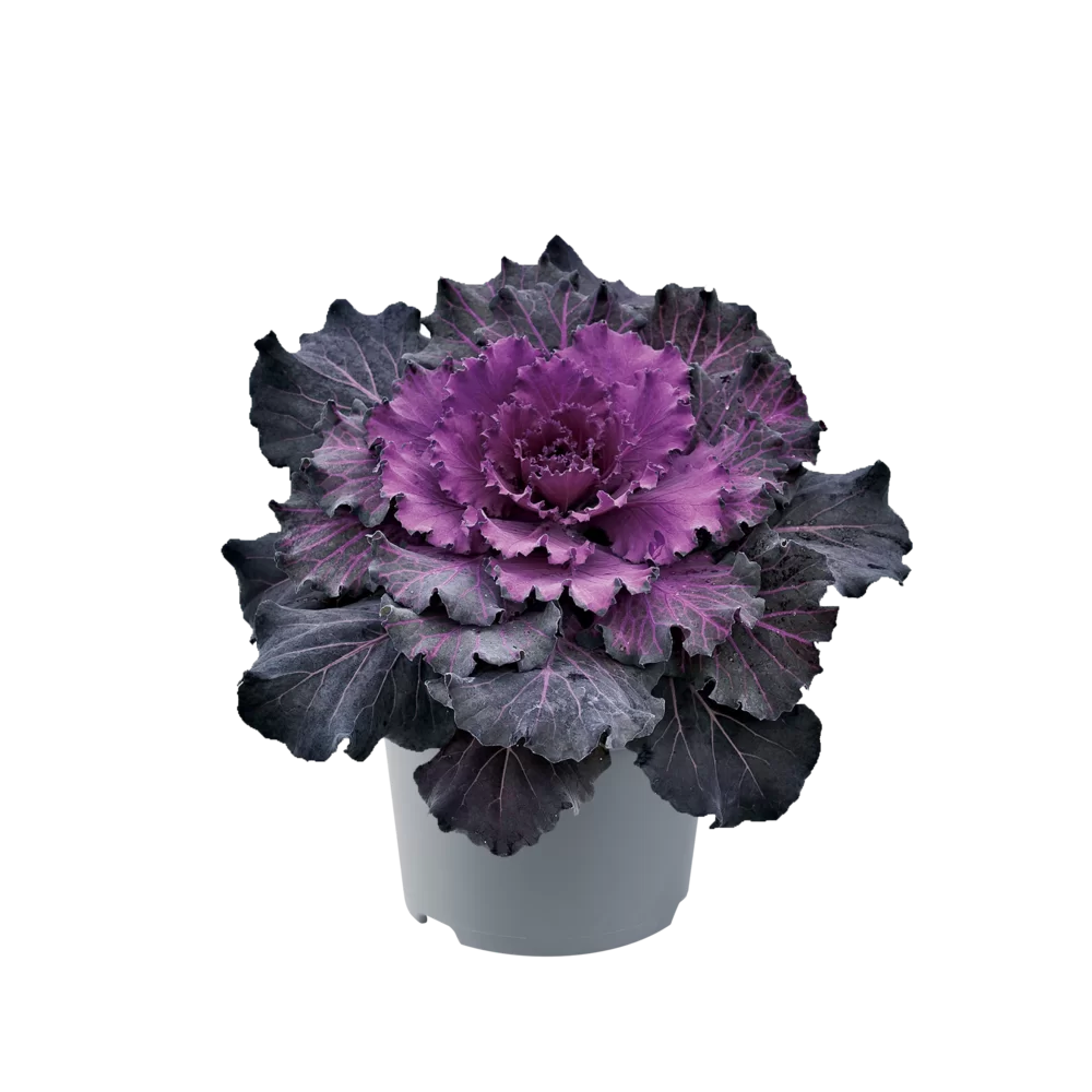 Brassica oleracea Attraction F1 Red Impr.
