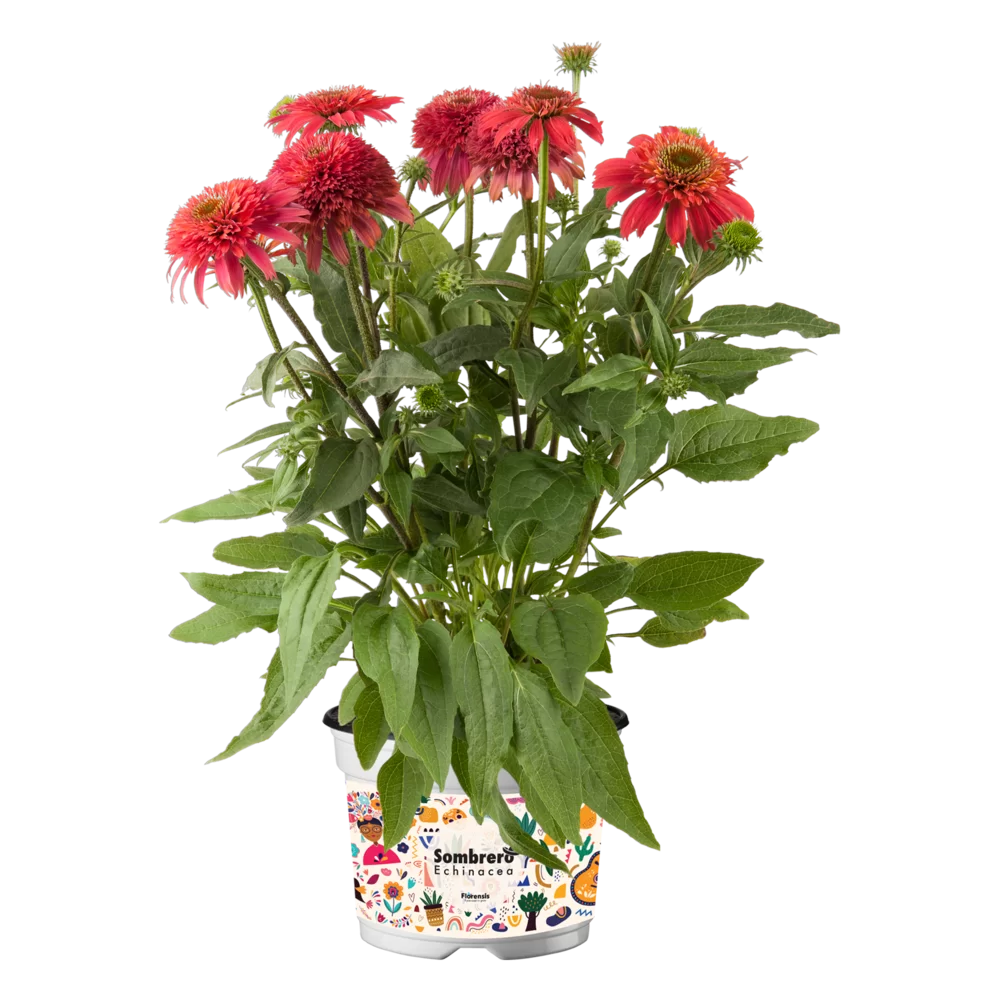Echinacea purpurea - Sombrero® Double - Cranberry