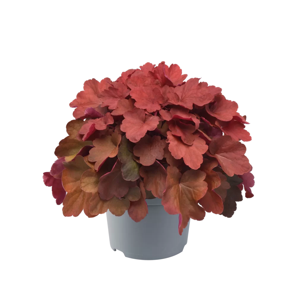 Heuchera villosa Carnival Cinnamon Stick