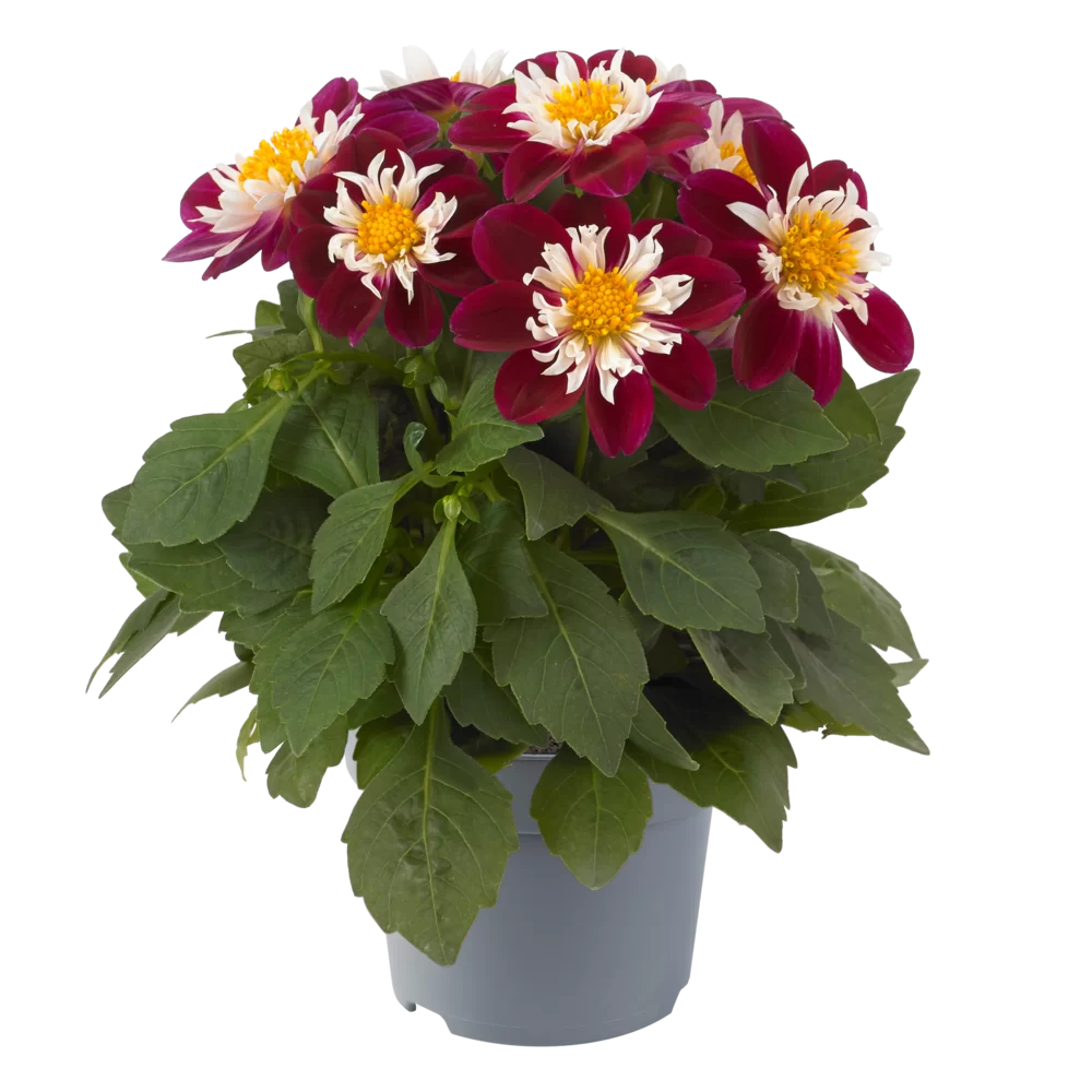 Dahlia coccinea Dahlietta® Surprise Becky