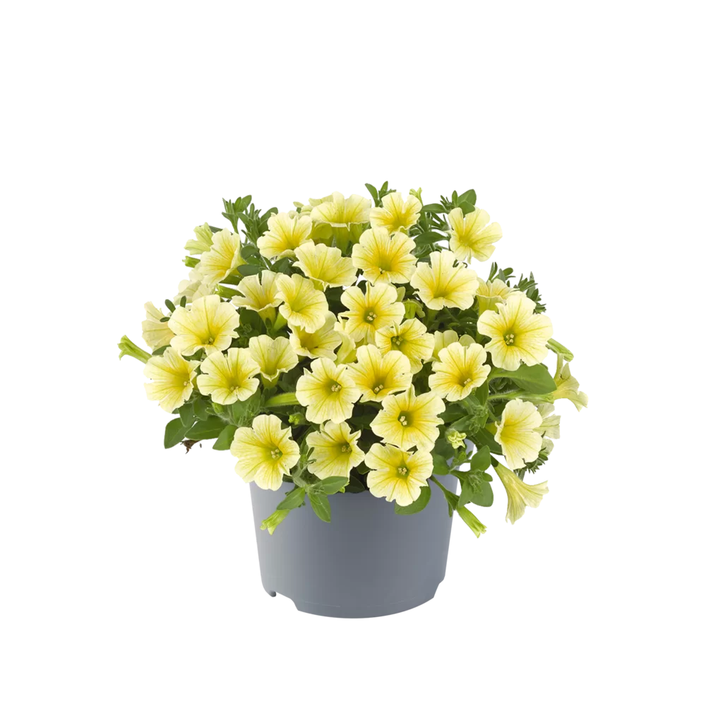 Petunia milliflora Vivini™ Yellow