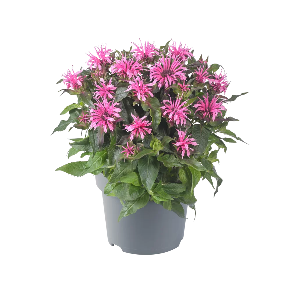 Monarda didyma Balmy Pink