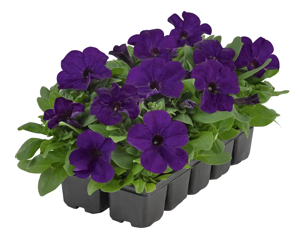 Petunia grandiflora Pacta Parade Blue