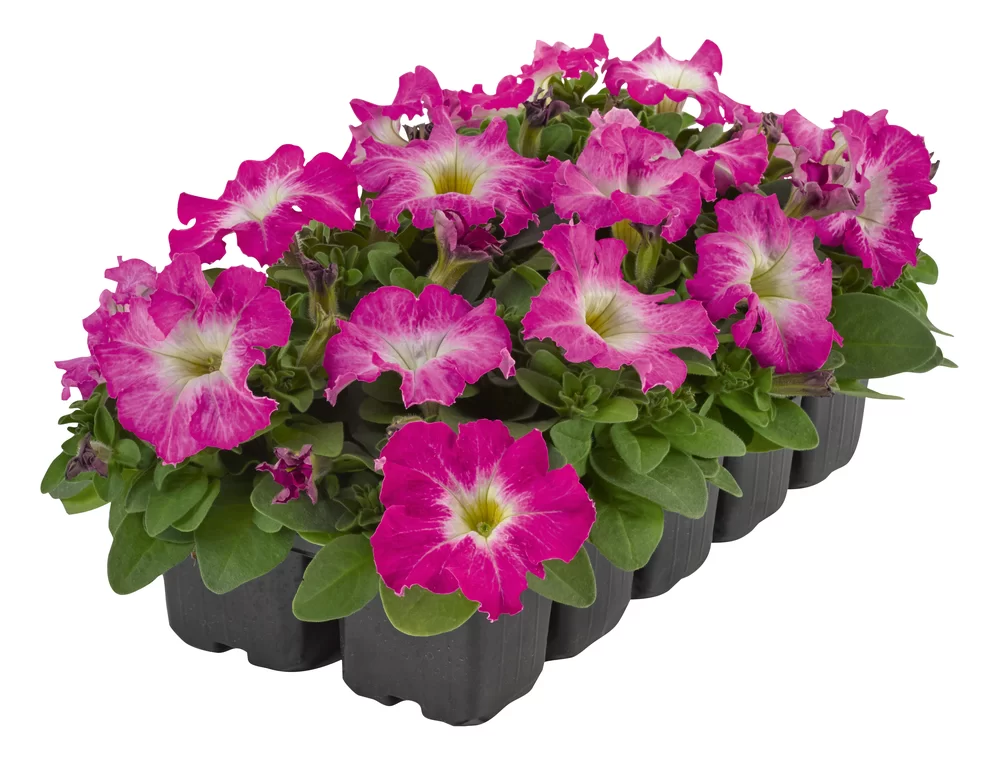 Petunia grandiflora Pacta Parade Rose Morn Impr.