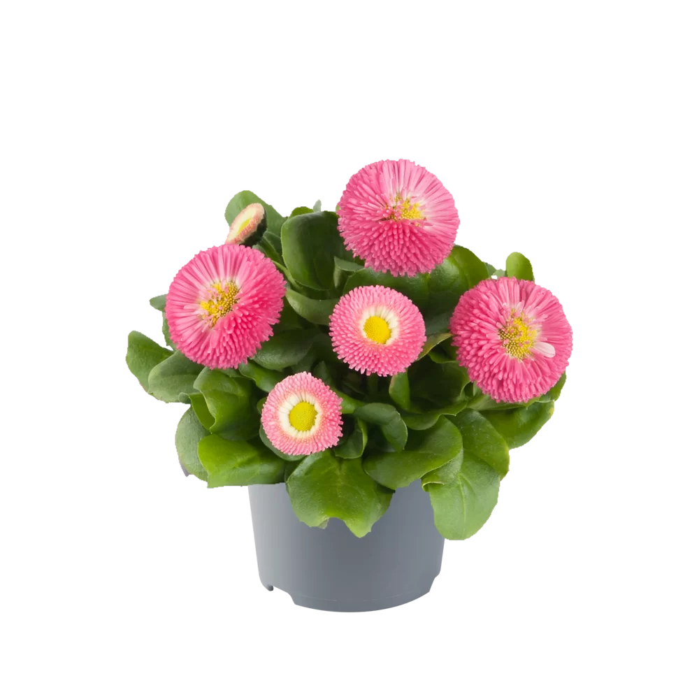 Bellis perennis BellaStar Compact Rose