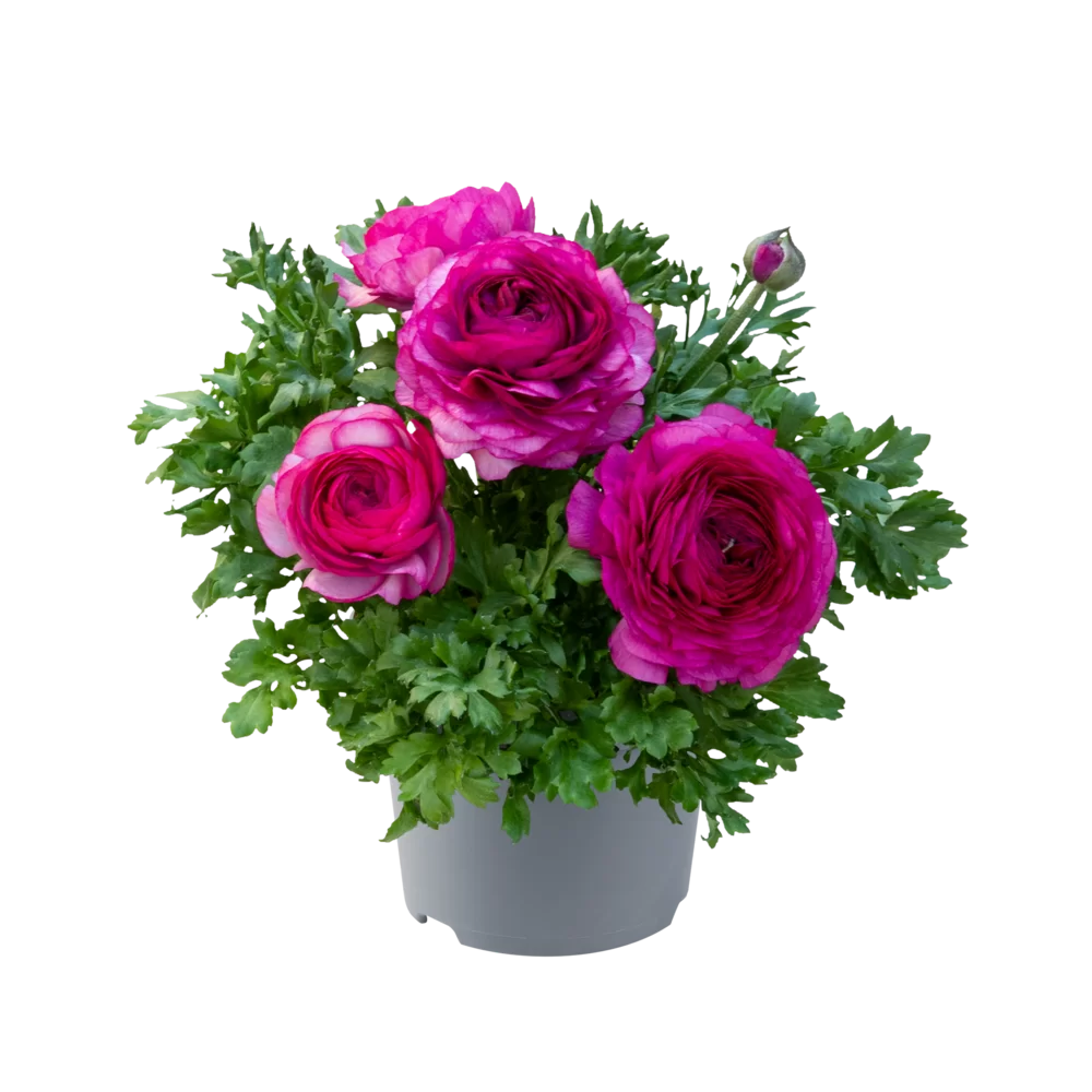 Ranunculus asiaticus Vortex F1 Purple/Viola