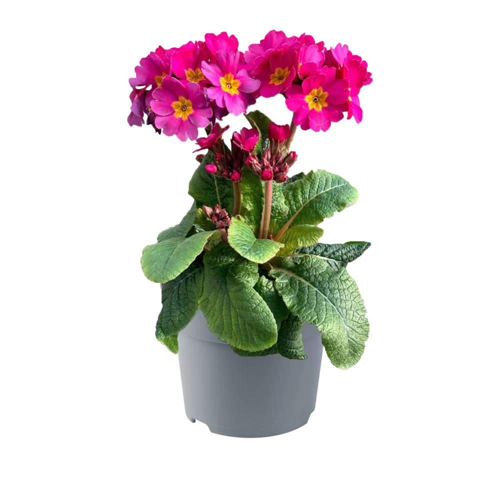 Primula elatior Sibel Pink