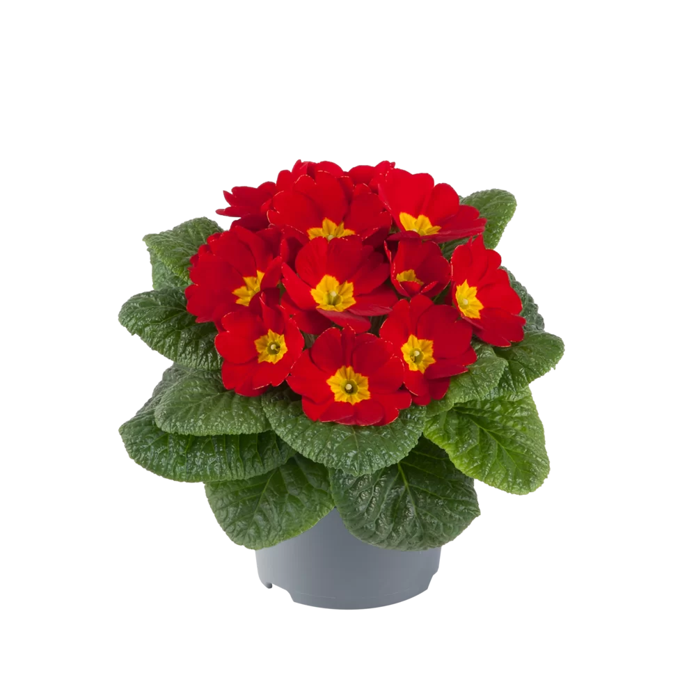 Primula vulgaris Salome® F1 Red Bright