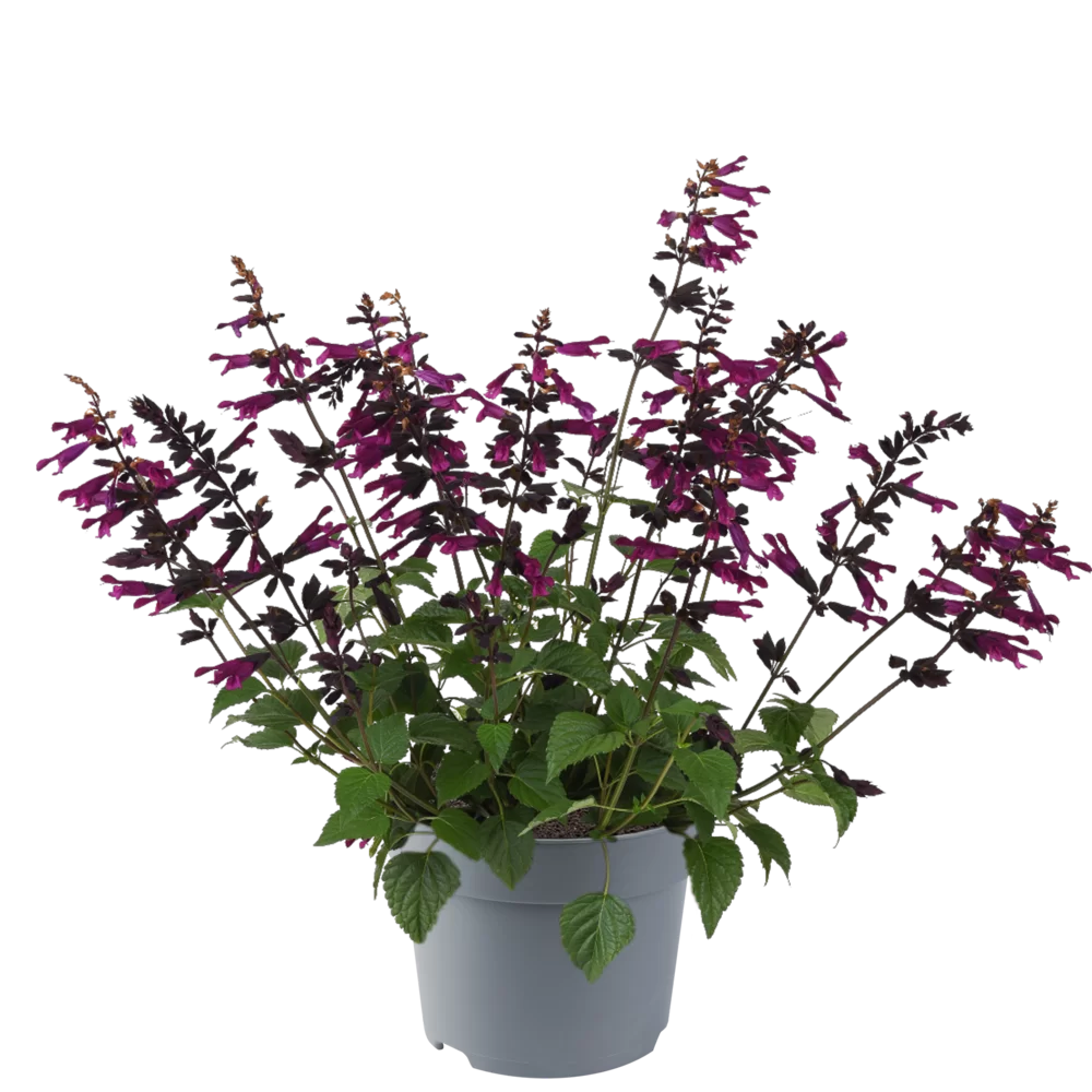 Salvia guaranitica Plum Crazy