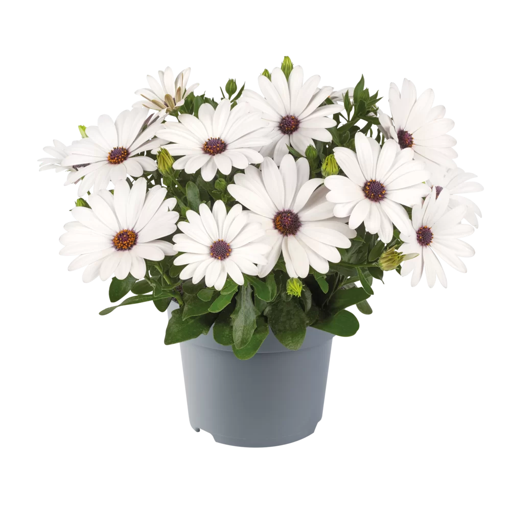 Osteospermum ecklonis Dalina® White